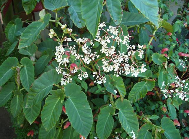 B. angularis var. angularis